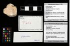 Foto (Objekt + Etikett) von Pithonoton sp.  (NHMW-GEO-2014-0194-0246)